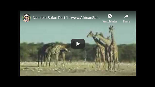 Namibia Safari Video (Part 1)