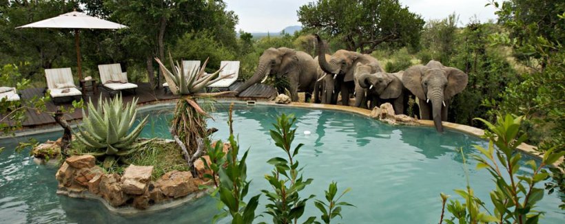 Impodimo Game Lodge (Madikwe Game Reserve) South Africa - www.africansafaris.travel