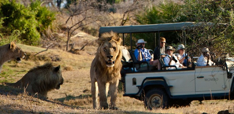 Mombo Camp with Wilderness Safaris - www.africansafaris.travel
