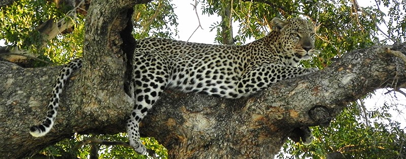 Leopard, Amani Camp (Klaserie Game Reserve) South Africa  - www.africansafaris.travel