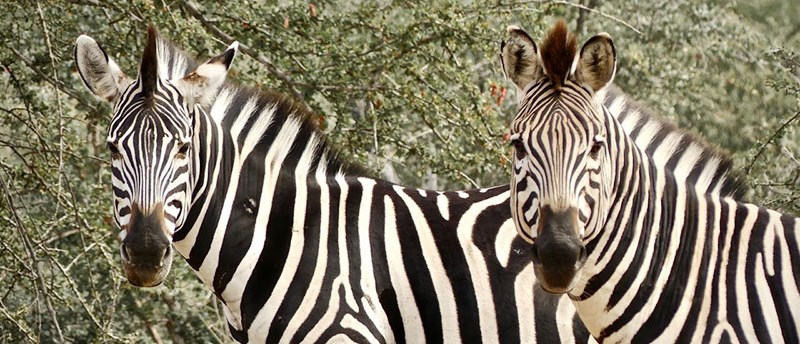 Zebra, Amani Camp (Klaserie Game Reserve) South Africa  - www.africansafaris.travel