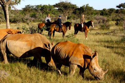 Rhinos at Ants Hill - www.africansafaris.travel