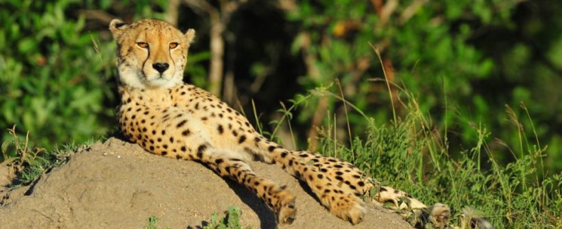 Cheetah Plains - www.africansafaris.travel