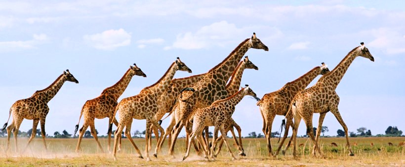 The Ultimate Family Safari with Desert and Delta Safaris in Botswana (9 Days) - www.photo-safaris.com