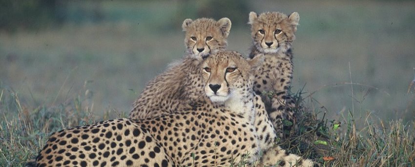 Dulini Lodge Cheetahs - www.africansafaris.travel