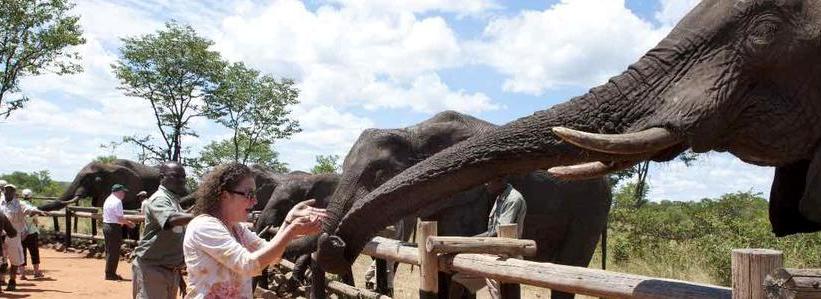 The Elephant Camp (Victoria Falls) Zimbabwe - www.africansafaris.travel