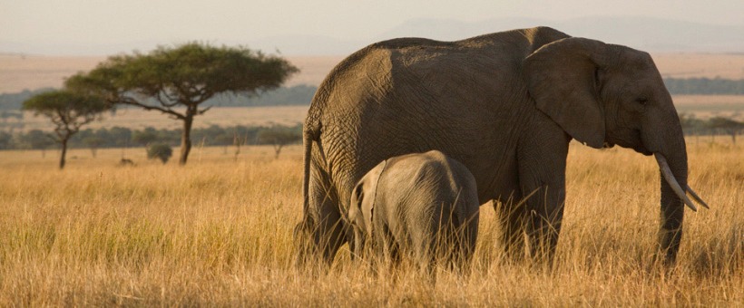 Elephant Pepper Camp (Masai Mara Game Reserve) Kenya - www.africansafaris.travel