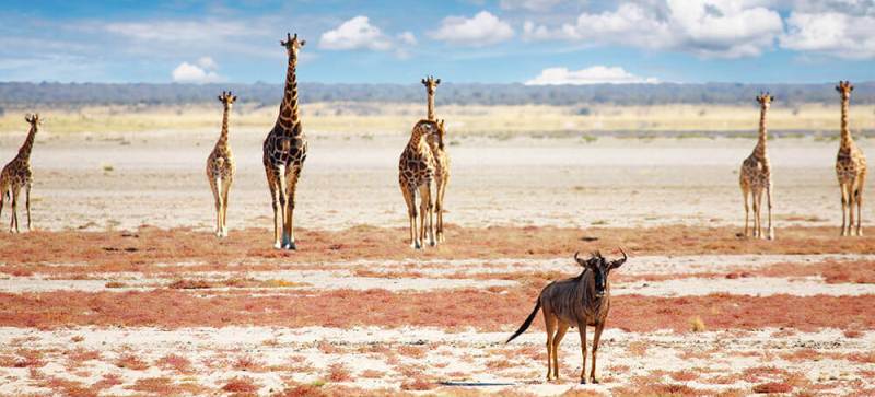 Journey Through Northern Namibia (7 Days) - www.photo-safaris.com