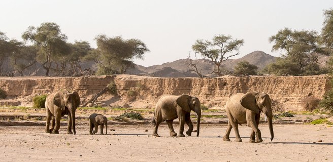 Hoanib River - Desert Elephants - www.africansafaris.travel