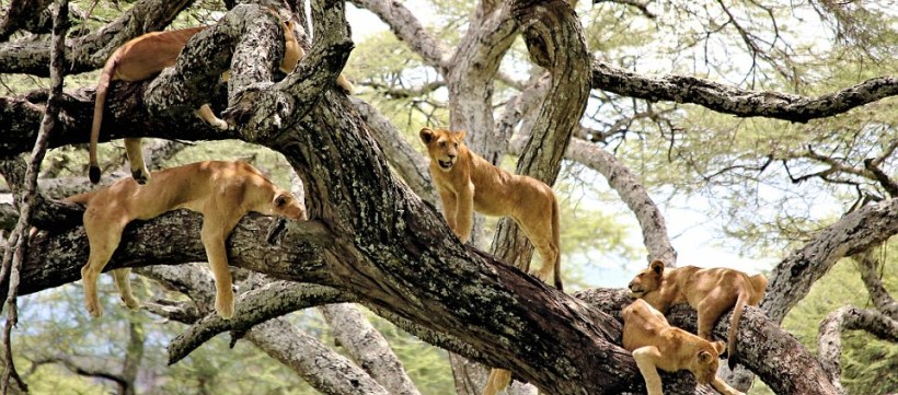 The Kifaru Safari, Tanzania (6 Days) - www.photo-safaris.com