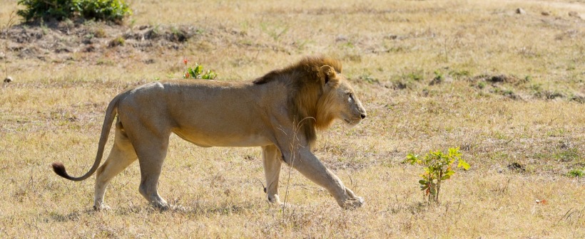 Lions Camp, South Luangwa - www.africansafaris.travel