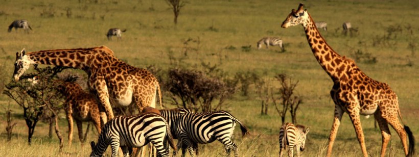 Mahali Mzuri Camp (Masai Mara) Kenya - www.africansafaris.travel