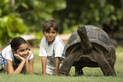 Giant Tortoise on North Island - North Island (Seychelles Islands) Indian Ocean - www.africansafaris.travel 