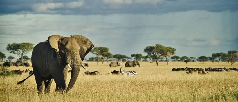 Serengeti Simba Camp (Serengeti National Park) Tanzania - www.africansafaris.travel