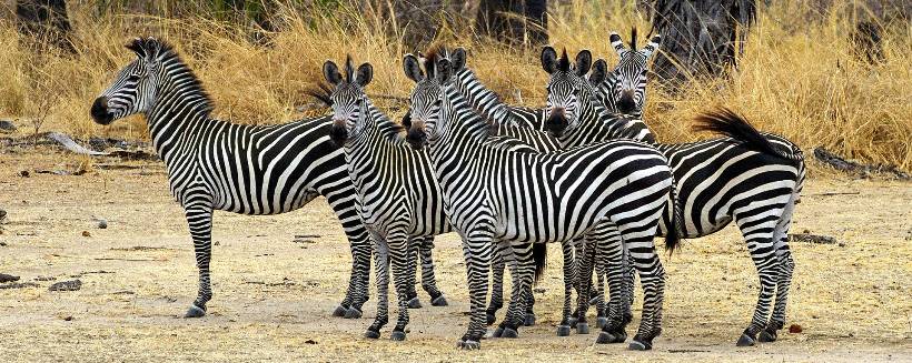 The Retreat Selous (Selous Game Reserve) Tanzania - www.africansafaris.travel