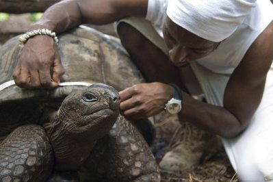 Taking Measurements on a tortoise - North Island (Seychelles Islands) Indian Ocean - www.africansafaris.travel 