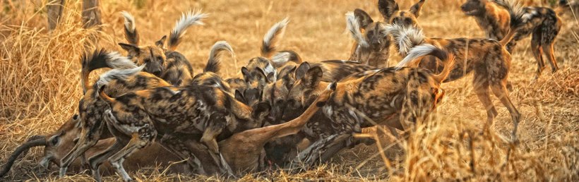 Wild Dogs:- Credit to Unknown Photographer