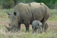 Budget Safaris in Kruger Park - www.photo-safaris.com