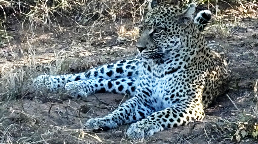 Leopard at Dulini Moya Lodge