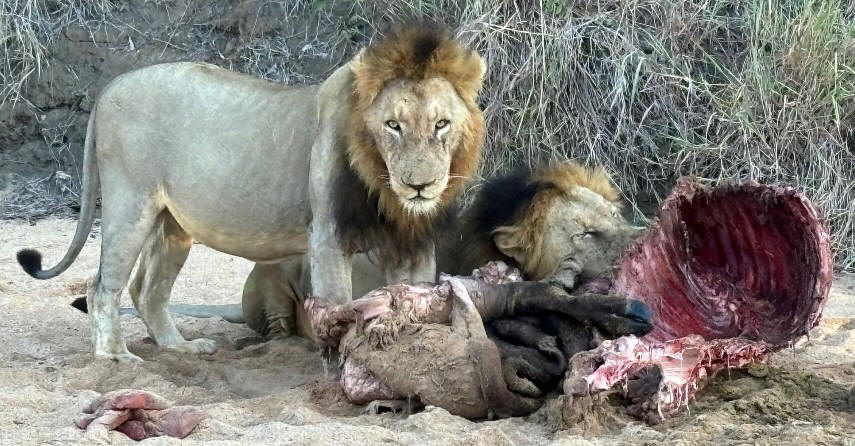 Kings Camp Lions, Timbavati